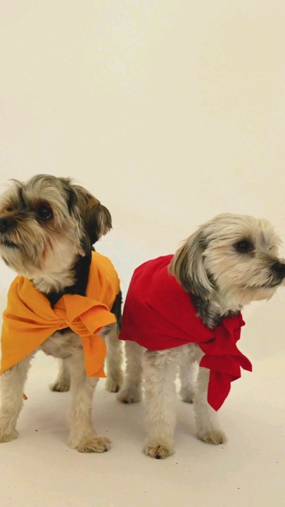dogs 🐕🐕