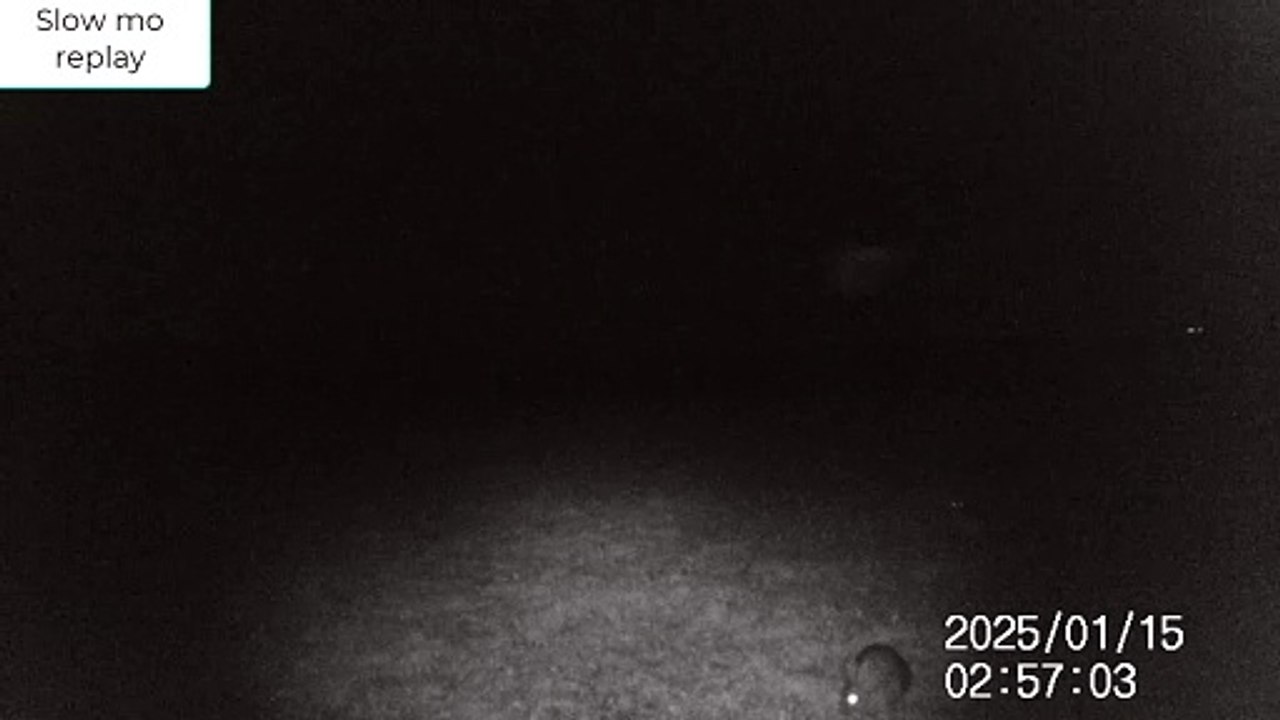 Owl Jan 2025