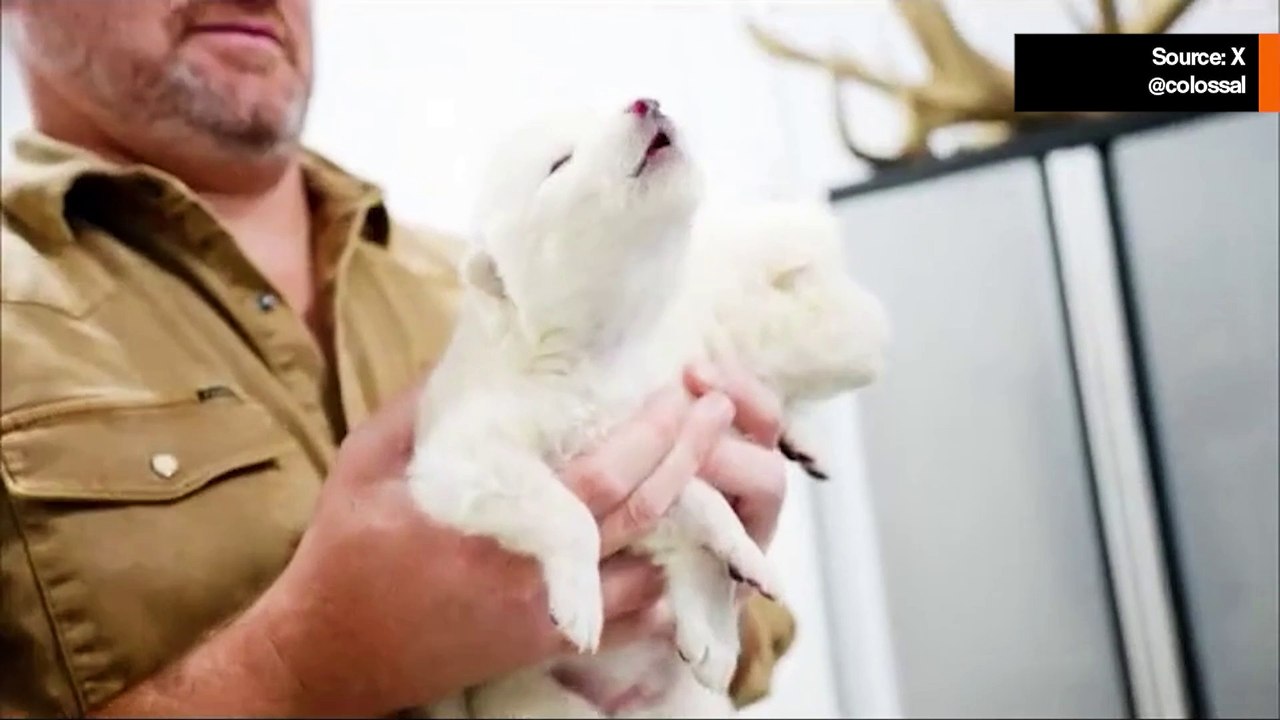 Video: Tiedemiehet "herättivät henkiin" hirviösuden, joka kuoli sukupuuttoon yli 10 000 vuotta sitten