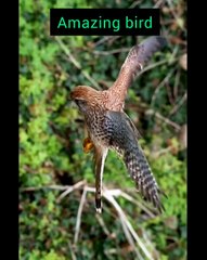 All. video about birds life and hunting birds etc