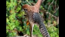 All. video about birds life and hunting birds etc
