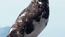 All. video about birds life and hunting birds etc