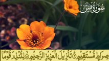 Surah Yaseen | Yasin | Best Qur'an Recitation | Ya