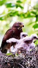 All. video about birds life and hunting birds etc