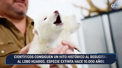 Científicos consiguen un hito histórico al resucitar al lobo huargo, especie extinta hace 10.000 años