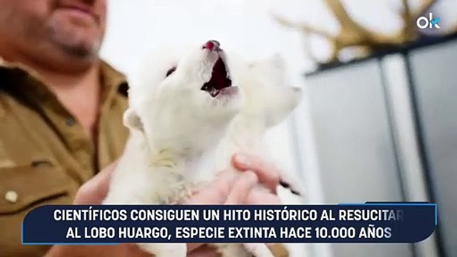 Científicos consiguen un hito histórico al resucitar al lobo huargo, especie extinta hace 10.000 años