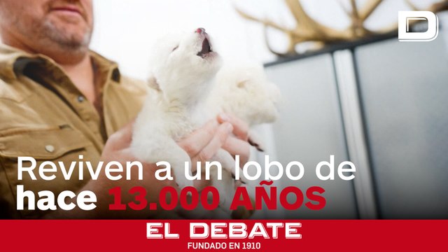 Los creadores de los ratones lanudos consiguen desextinguir a un lobo gigante de hace 13.000 años