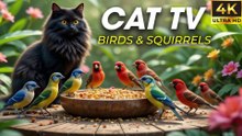 Ultimate Video for Cats to Watch – Birds, Squirrels & Nature Fun - CatTV Central