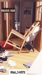 __Nuatty cats__ #lover #cats #funny #shorts #catlover @Fun_channel5649