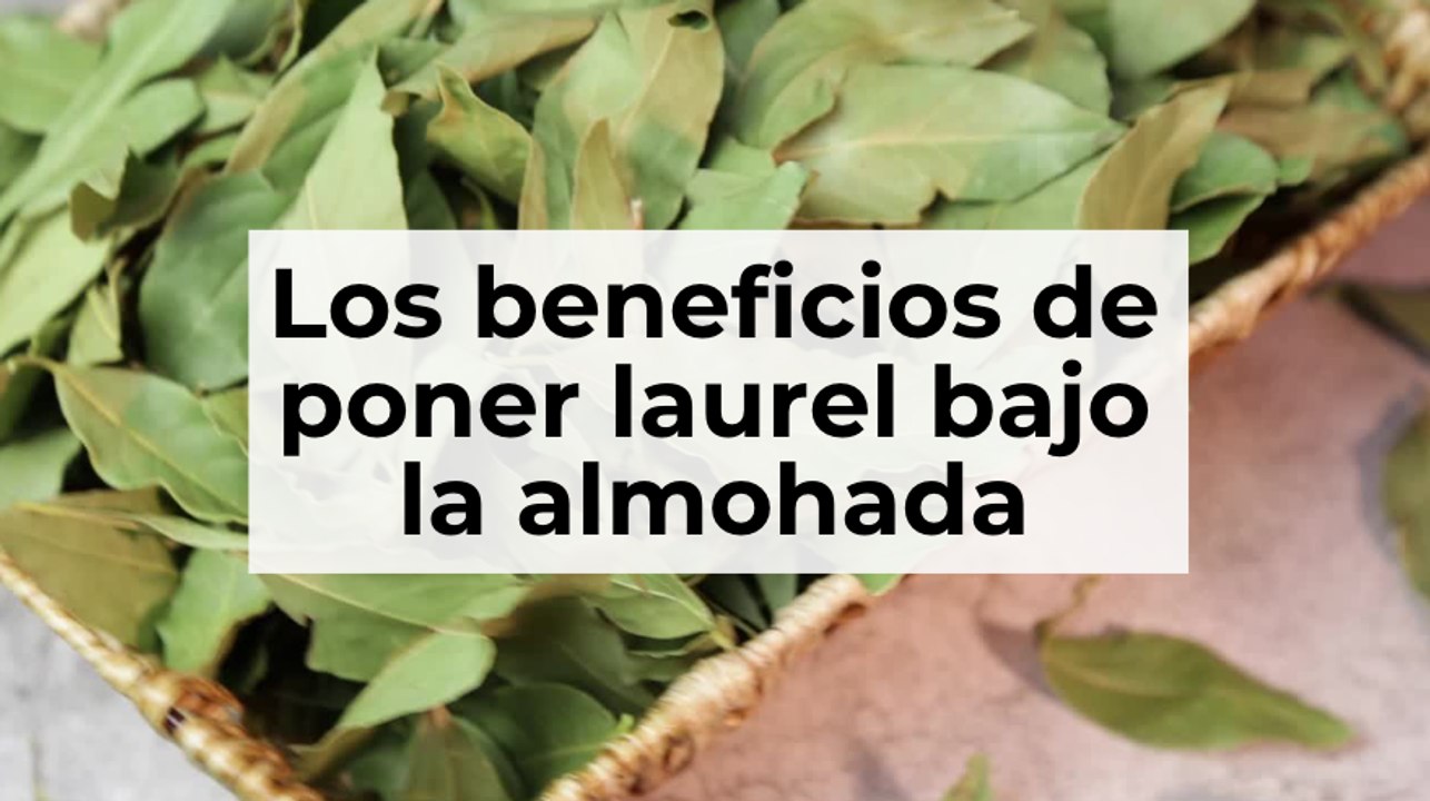 Los beneficios de poner laurel bajo la almohada