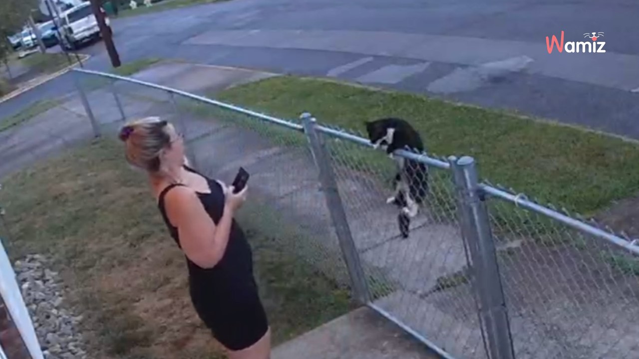 Elle sort chercher un colis et tombe nez à nez avec un chat errant qui lui réserve une drôle de surprise