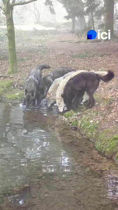 Les bébés loups du refuge de Coat-Fur