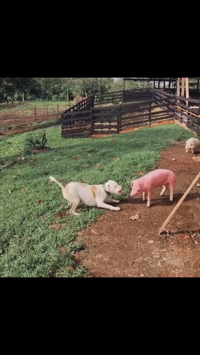 El vídeo de este perro y este cerdito que no dejan que sus diferencias los separen está derritiendo corazones