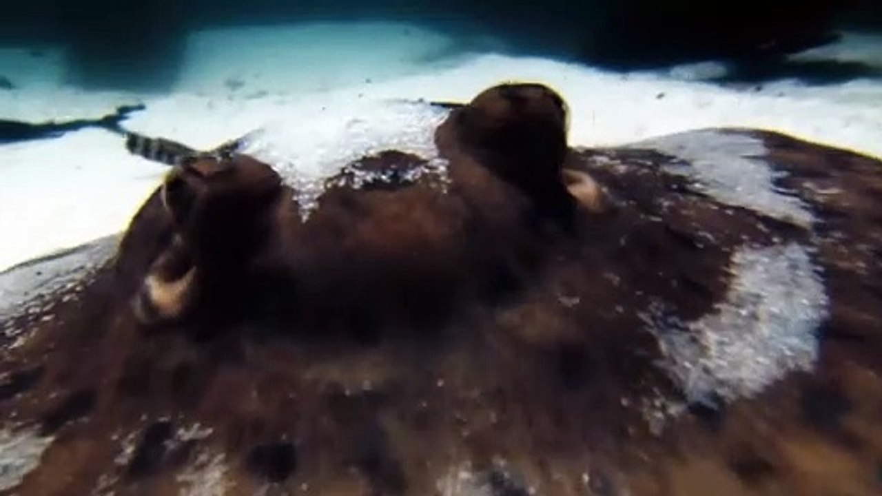 Bêtes de poissons