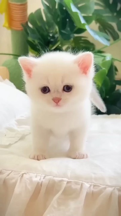cute kitten