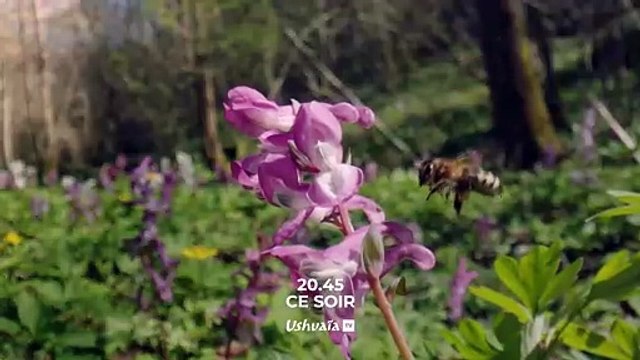 La forêt des abeilles sauvages