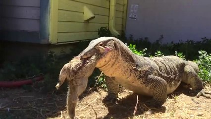 BIG CATCH.!!! Giant Lizard Tracks a Squirrel 100' Downwind - Classy Creativity