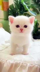 Cats 🐈 cute baby 😍 laughing vedio