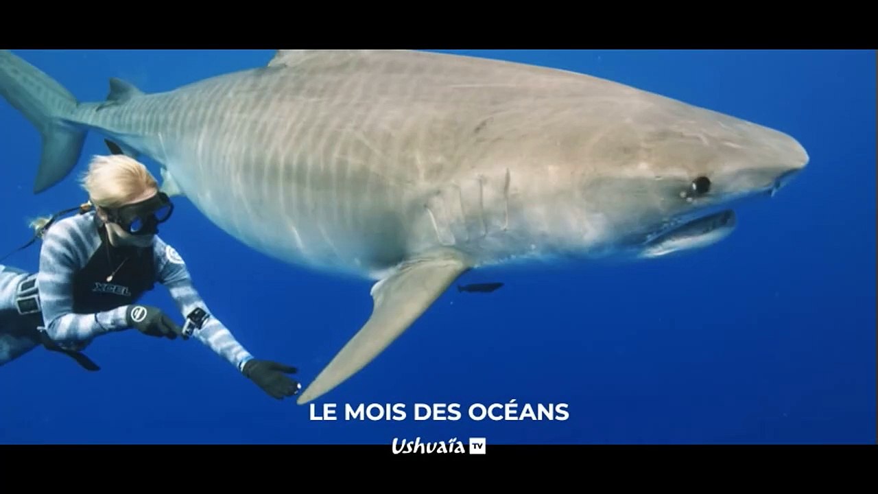 Danse avec les dauphins