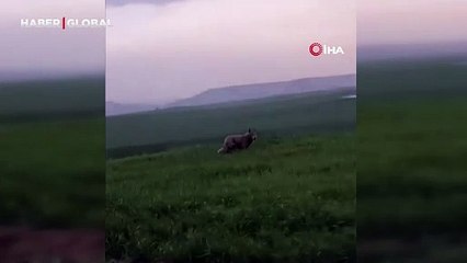 Doğada eşi benzerine az rastlanıyor: Batman'da ortaya çıktı