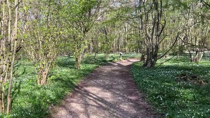 Arlington Bluebell Walk 2025 in East Sussex