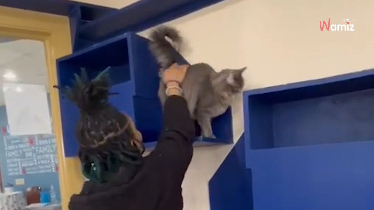 Ce chat a perdu tout espoir : il se transforme en 1 seconde devant le visage qu'il ne pensait plus jamais revoir