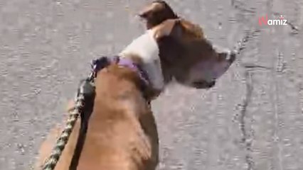 Working near an animal shelter, she makes every lunch break count (video)