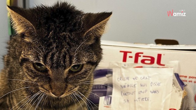 Animal shelter finds cat abandoned in box with cruel note attached