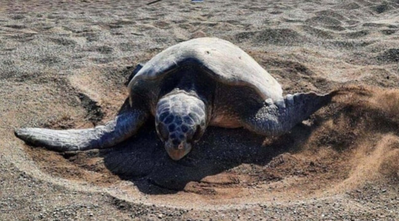 Sessizlik çağrısı: Caretta carettaların çiftleş...