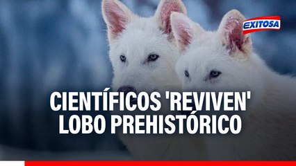 Científicos 'reviven' especie de lobo prehistórico que se extinguió hace 12.500 años