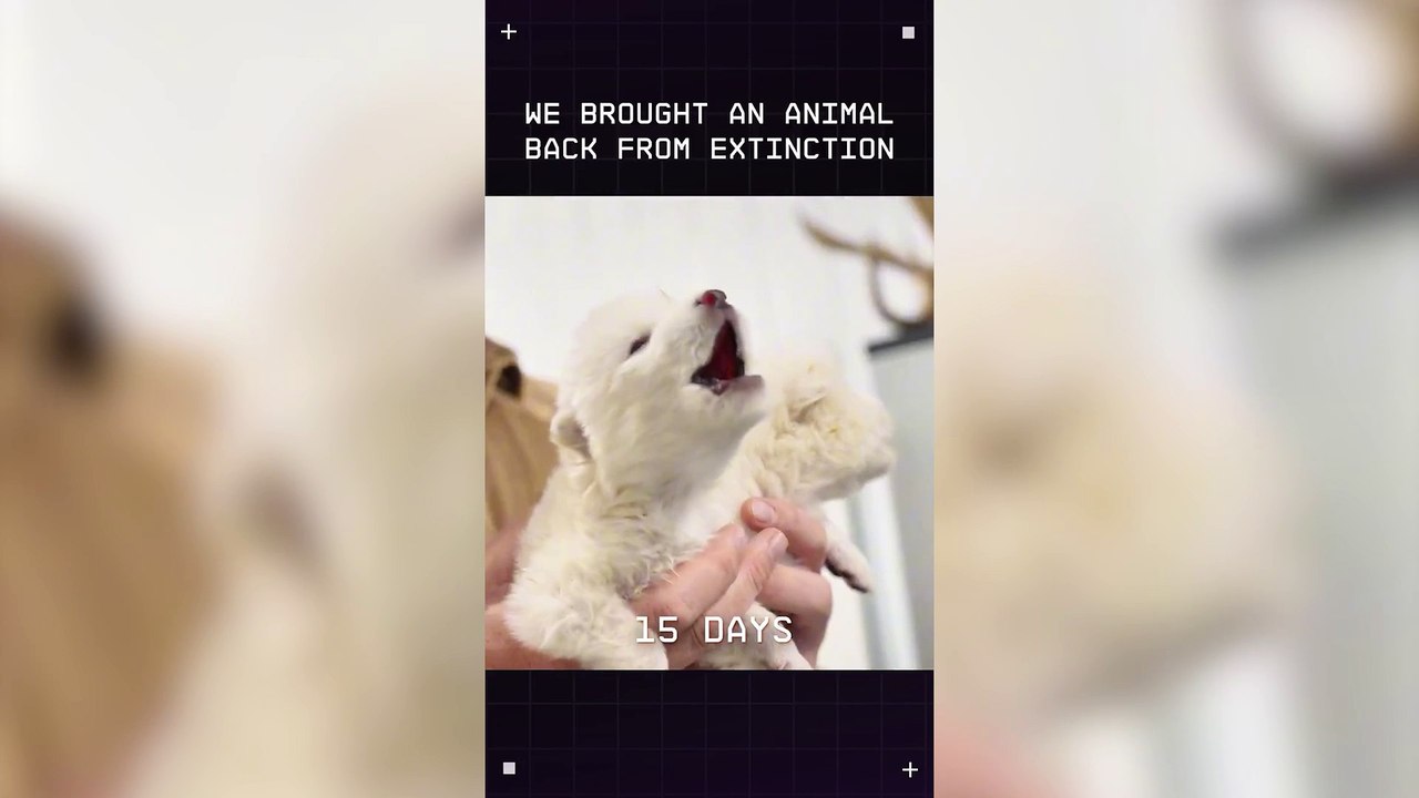 Una empresa biotecnológica logró “revivir” al lobo terrible