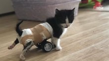 Chore łapki nie pozwoliły mu stracić hartu ducha. Zobacz jak ten kociak biega mimo niepełnosprawności (video)