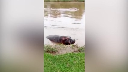 Fears over mystery death of 50 hippos in national park