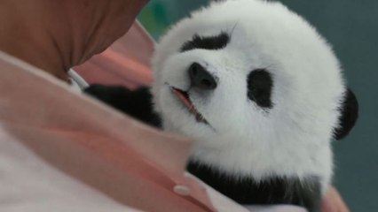 Operação Panda Trailer Legendado