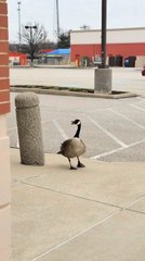 Woman Interacts With Goose Outside Store