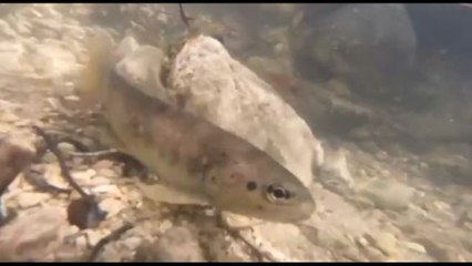 La trota mediterranea, a rischio estinzione, torna nei fiumi italiani