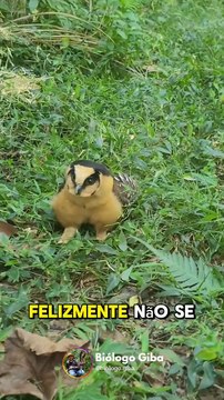 Cobra mais venenosa do Brasil dá “olé” em biólogo para fugir em casa de Jaraguá do Sul