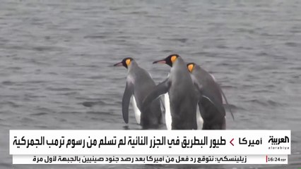 "البطاريق" لم تسلم منها.. مليارات الدولارات تتبخر بفعل رسوم ترمب الجمركية