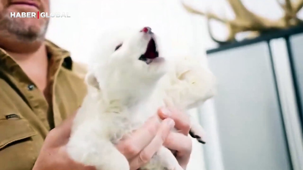 12 bin yıl önce soyu tükenen Ulukurt yeniden hayata döndürüldü