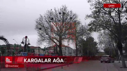 Çankırı’da 8 karga bir ağacı mesken tuttu