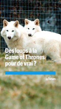 Une start-up a-t-elle vraiment recréé des loups préhistoriques ?