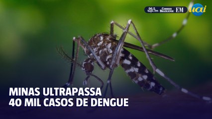 Minas ultrapassa 40 mil casos de dengue em 2025