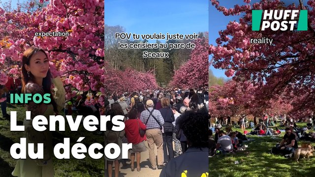 Les cerisiers en fleur fascinent les réseaux et remplissent (un peu trop) les parcs