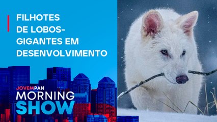 Startup desenvolve LOBOS inspirados em ‘GAME OF THRONES’