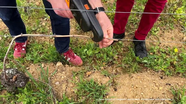 Des médailles d'or pour l'AOC Côtes du Forez