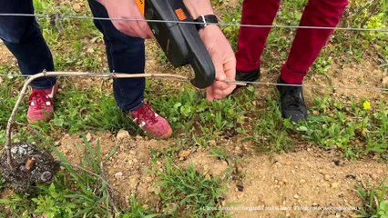 Des médailles d'or pour l'AOC Côtes du Forez