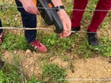Des médailles d'or pour l'AOC Côtes du Forez - Appétit - TL7, Télévision loire 7