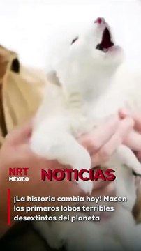 La ciencia logra lo impensable: el regreso de una especie extinta desde la prehistoria. Los tres ejemplares son los primeros animales desextintos oficialmente en el planeta.