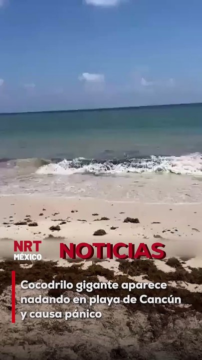 Turistas y locales quedaron impactados al ver a un cocodrilo deslizándose entre las olas. El avistamiento ocurrió cerca de una zona hotelera, lo que generó alerta entre los bañistas.