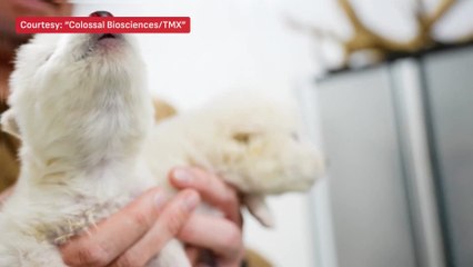 Dire Wolves Revived? Bold Claim Sparks Scientific Showdown